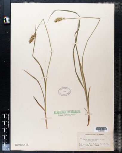 Carex stipata