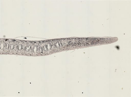 Turbellaria