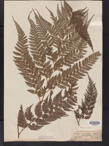 Polystichum