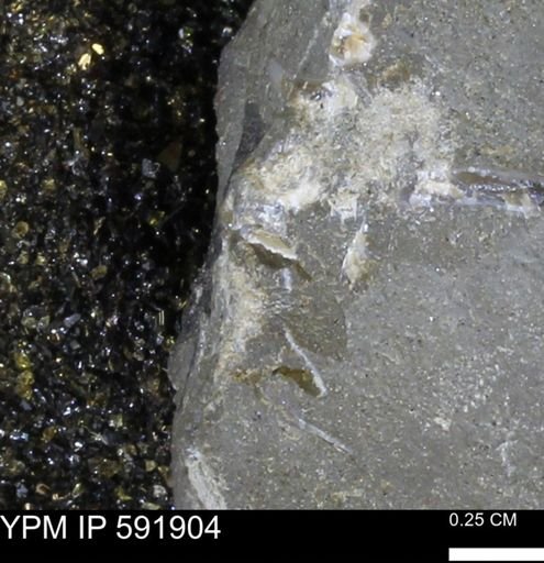 Mollusca