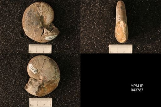 Hoploscaphites nicolletii