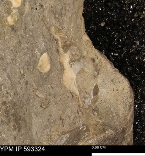 undet. Bivalvia