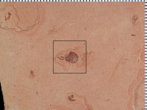 undet. Hemiptera