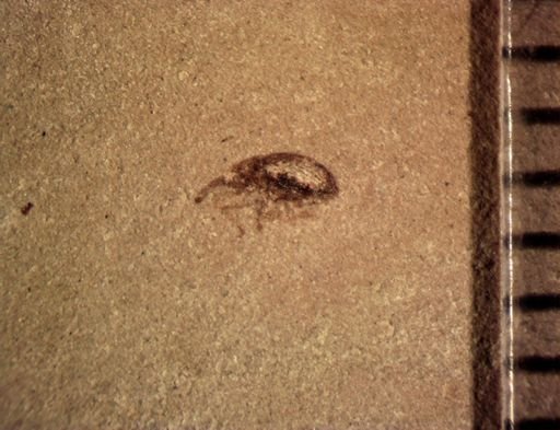 undet. Curculionidae