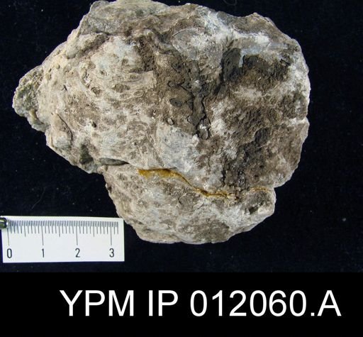 Lyttonia fissiseptata