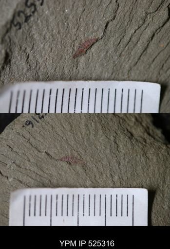 undet. Arthropoda