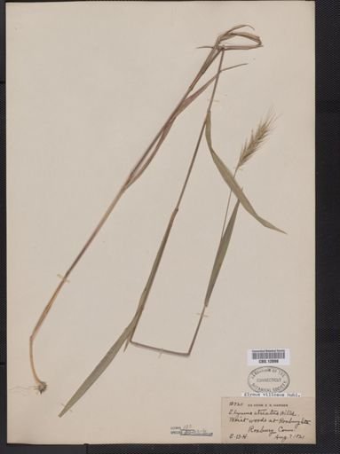 Elymus villosus