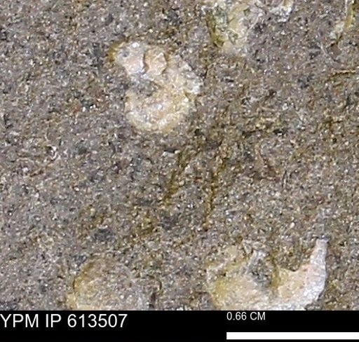 Scaphites sp.