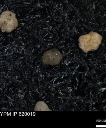undet. Rugoglobigerinidae