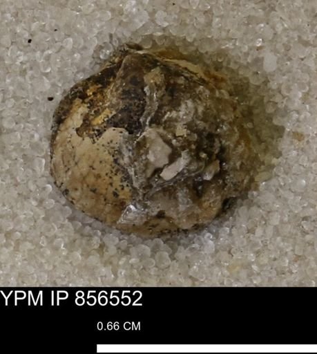 Protocardia sp.