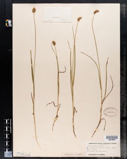 Carex bebbii