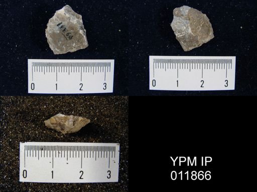 Aulosteges medlicottianus