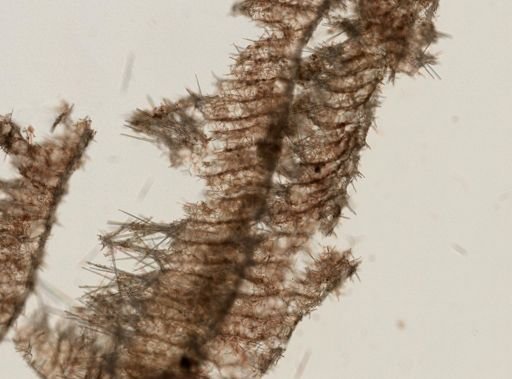 Sycon sp.