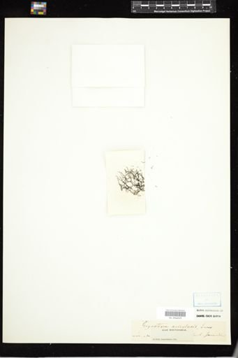 Gigartina acicularis