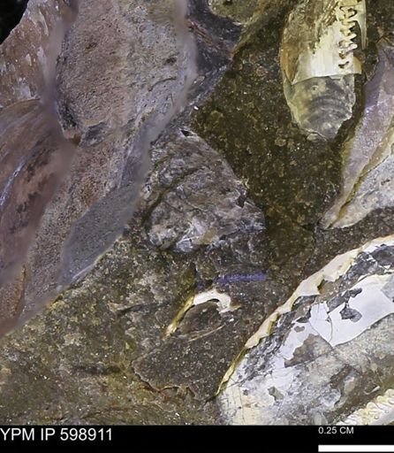 Hoploscaphites sp.