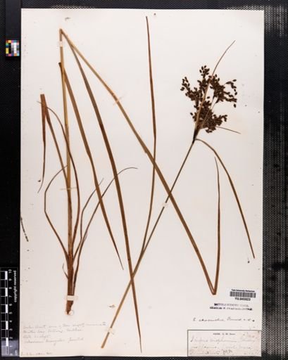 Scirpus atrocinctus