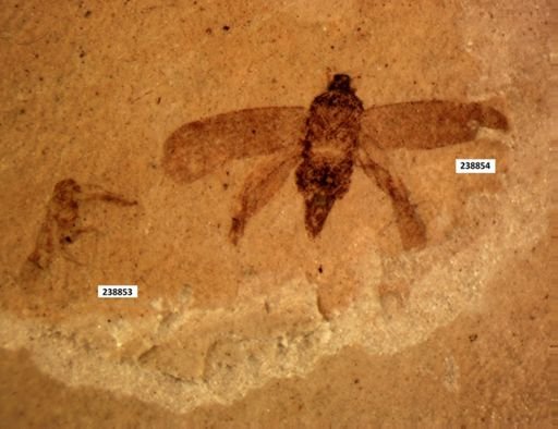 undet. Fulgoridae