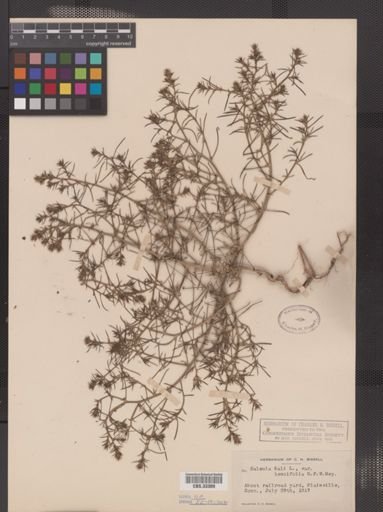 Salsola kali tenuifolia