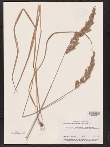 Calamagrostis cinnoides