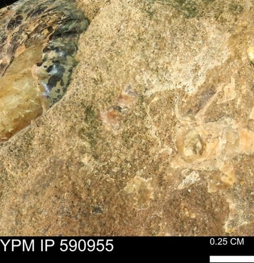 undet. Bivalvia