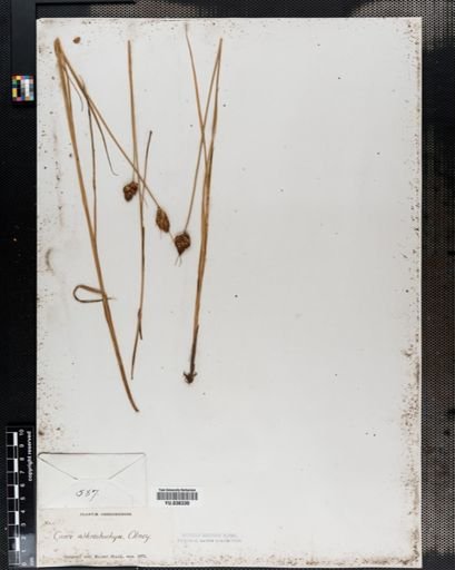 Carex