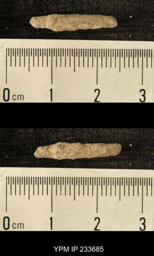 Archaeocidaris sp.