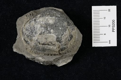 Juresania symmetrica