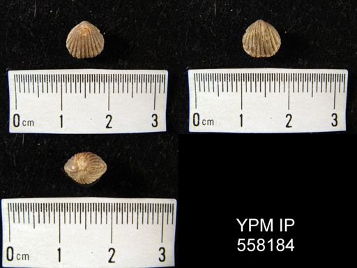 Hustedia mormoni