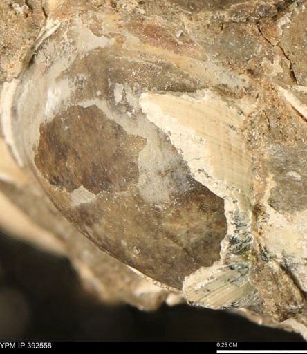 Limopsis?