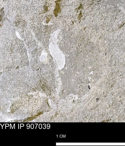 undet. Mollusca