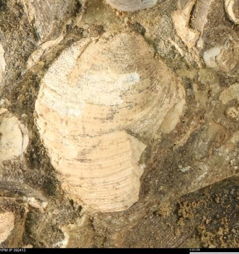 Protocardia subquadrata