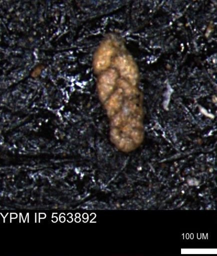 Ammobaculoides phaulus