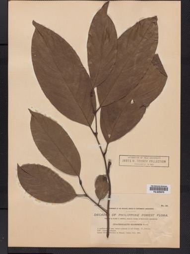 Plantae