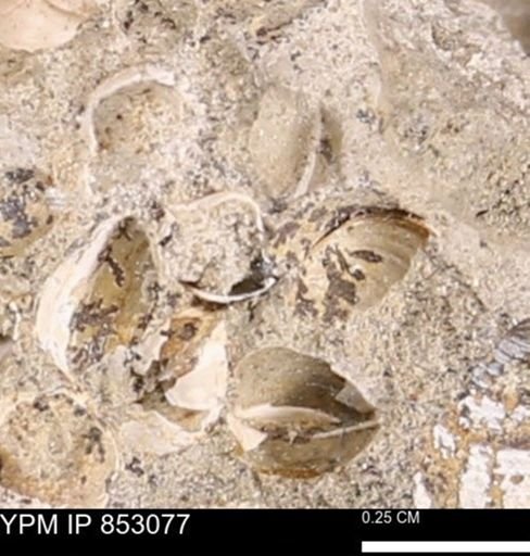 Limopsis striatopunctatus