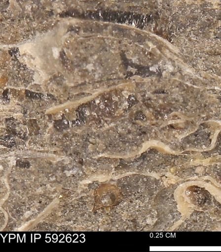 undet. Mollusca