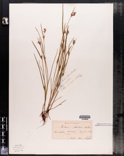 Scleria reticularis