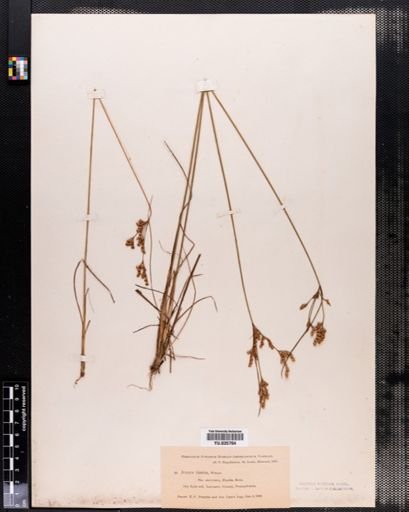 Juncus