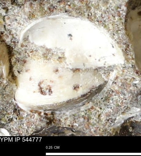 Corbulamella gregaria