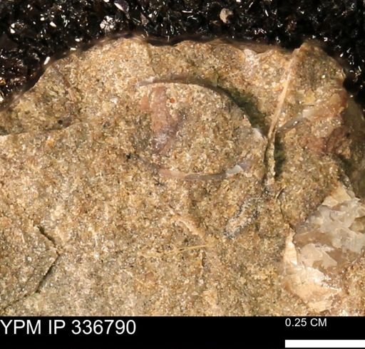 undet. Bivalvia