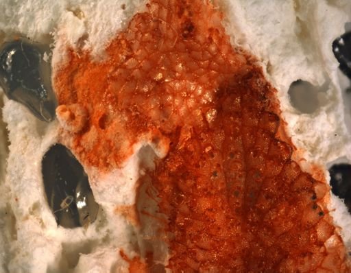 Calyptotheca nr. wasinensis