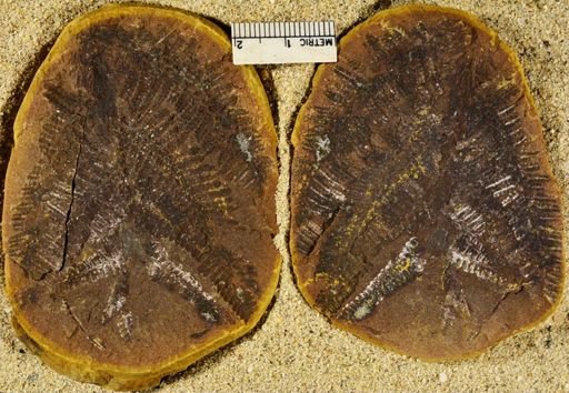 Pecopteris squamosa