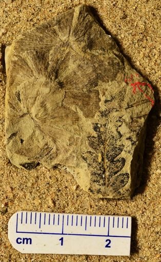 Sphenophyllum sp.