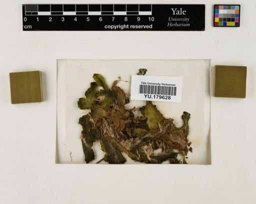 Plantae
