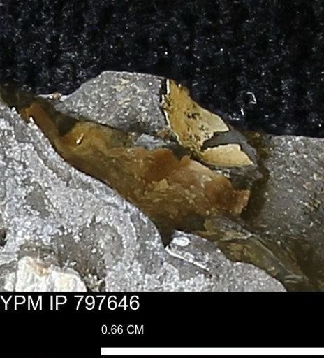undet. Mollusca
