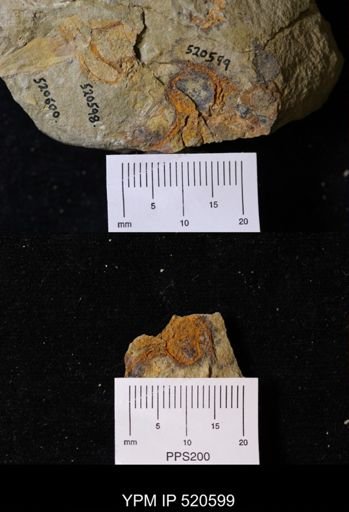 Chauvelicystis sp.