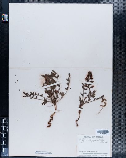 Plantae
