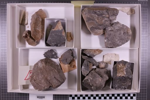 mixed taxa, stratigraphic collection