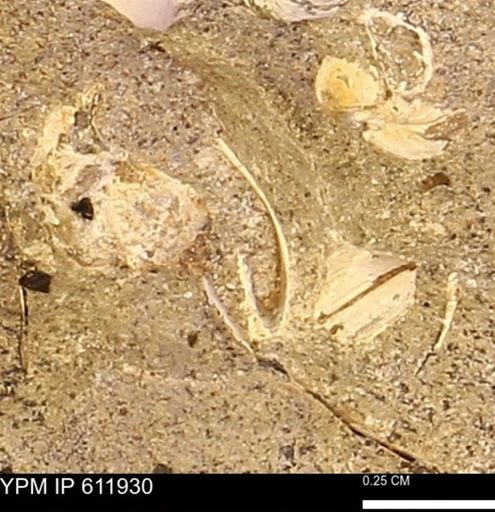 undet. Bivalvia
