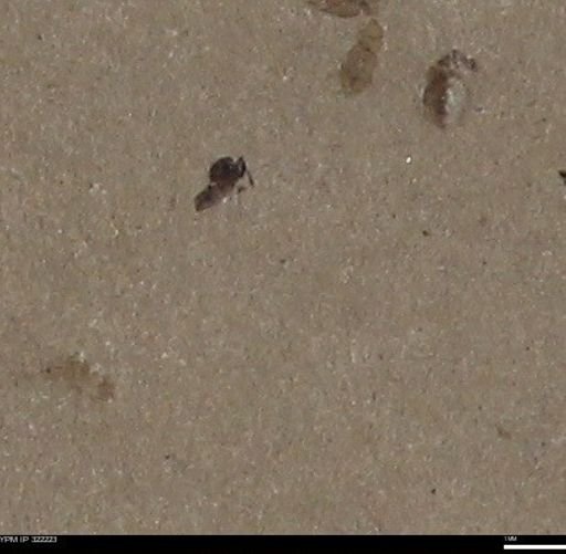 undet. Hymenoptera