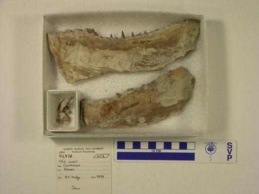 undet. Ichthyodectidae